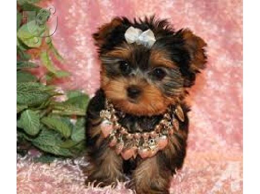 Yorkie κουτάβια για την υιοθεσία