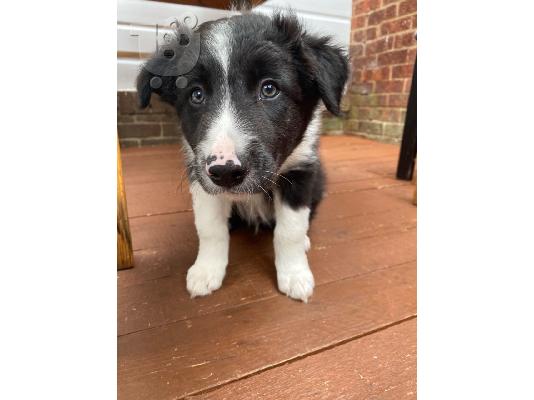 Σούπερ αξιολάτρευτο κουτάβια Border Collie.