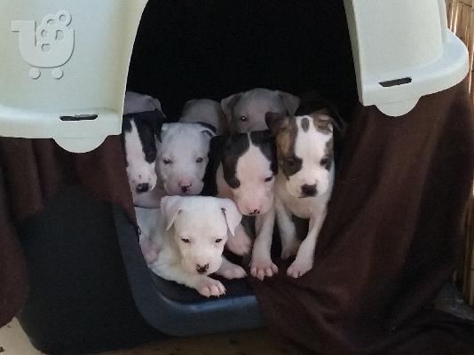 PoulaTo: pit bull