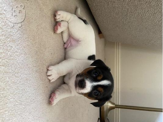 PoulaTo: Εκπληκτικά κουτάβια Jack Russell