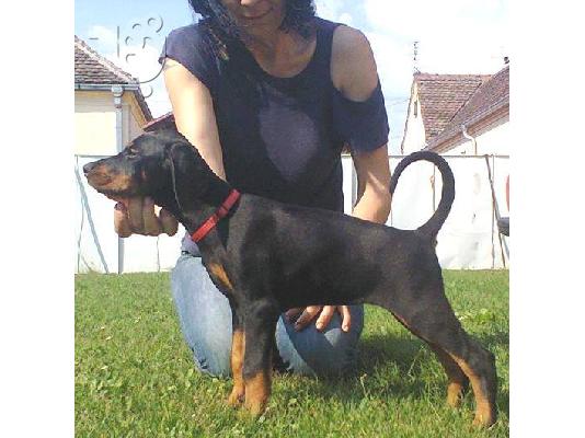 Ντοπερμαν καθαροαιμα