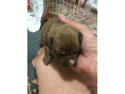 pwlountai pitbull red noce