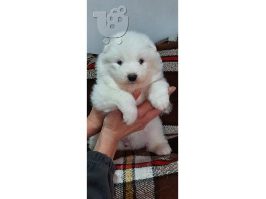 Samoyed κουτάβια προς πώληση