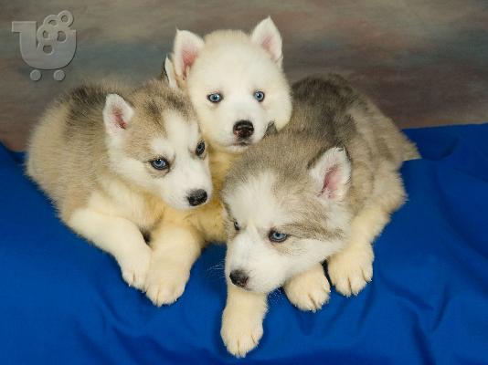 PoulaTo: Siberian Husky....Χασκι Σιβηριανα καθαροαιμα κουταβια