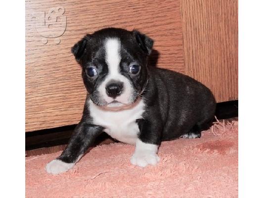 PoulaTo: Boston Terrier Puppie