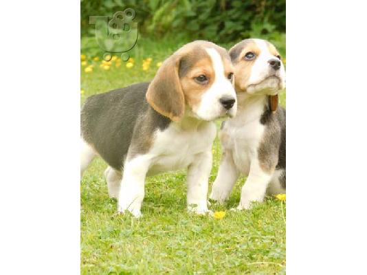 Beagle κουτάβια διαθέσιμα προς πώληση