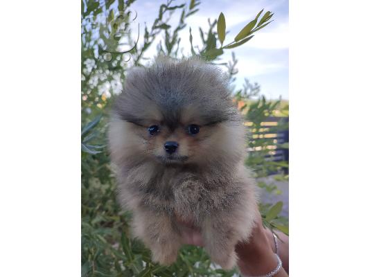 Pomeranian Boo κουτάβια