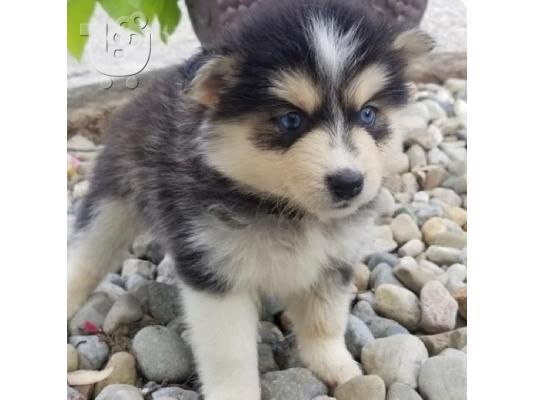 PoulaTo: Λατρευτά κουτάβια Pomsky προς πώληση.