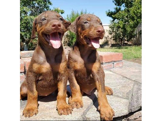 Doberman puppies