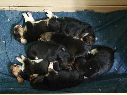 Δίνονται Beagle κουτάβια καθαρόαιμα,θηλυκά και αρσενικά. Τώρα είναι ενός μήνα (26/11/2015)...