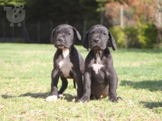 μολοσσοι-μεγαλοι δανοί