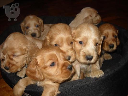 Yorkshire Terrier καθαροαιμα ΘΕΣΣΑΛΟΝΙΚΗ στις καλυτερες τιμες 6979314054...