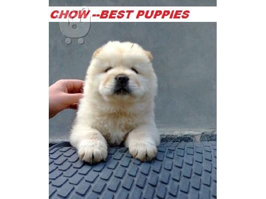 CHOW CHOW