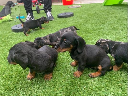 DACHSHUND