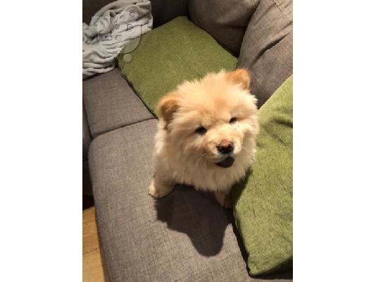 PoulaTo: Η Chow chows availabel kc reg