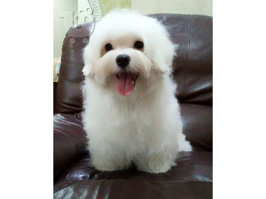 PoulaTo: Καθαρό λευκό μαλτέζικο έτοιμο για νέο σπίτι