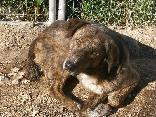 PoulaTo: Μεγαλοσωμο ημιαιμο τσοπανοσκυλο χαριζεται