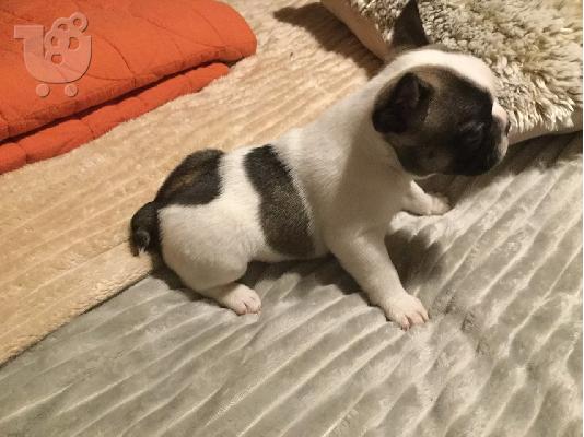 γαλλικό μπουλντόγκ