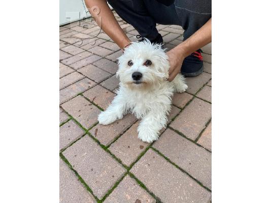 Bichon Μάλτα προς πώληση