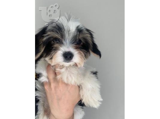 Adorable Pedigree biewer terrier Puppies for sale