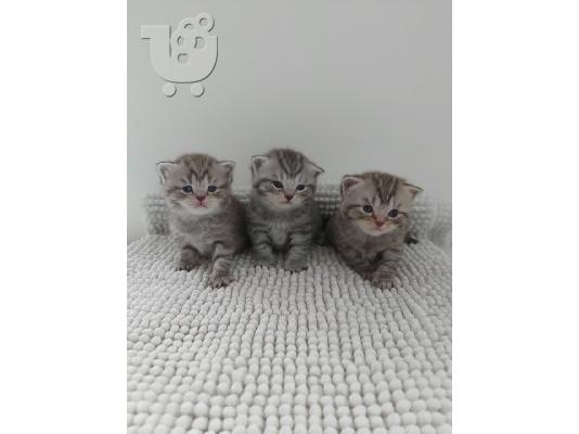 PoulaTo: Βρετανικά γατάκια Longhair Tabby προς πώληση