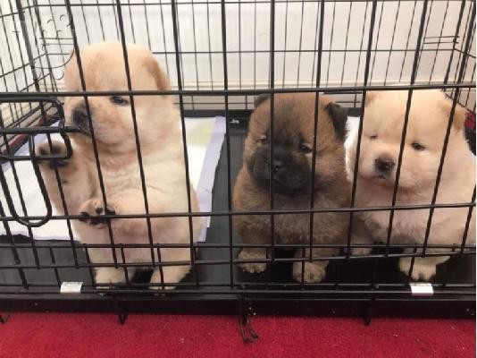 PoulaTo: Αξιολάτρευτο αρσενικό και θηλυκό chow chow Chow Puppies για υιοθεσία