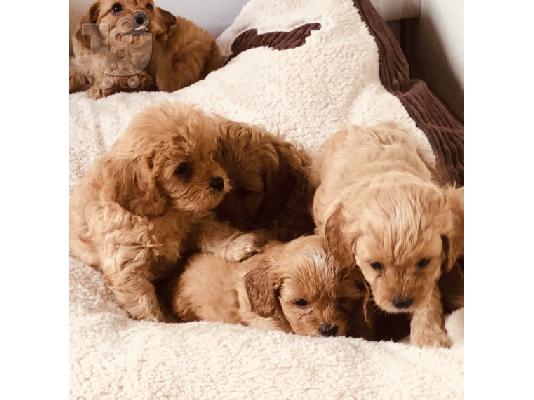 Cavapoo Red
