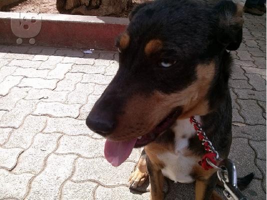 χαριζεται ο σπανιος DARKO!