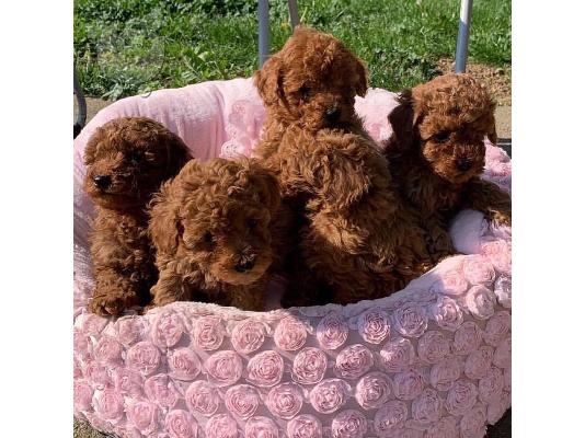 PoulaTo: Φλυτζάνι τσαγιού Παιχνίδι Poodle Puppies