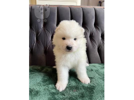 PoulaTo: Καταπληκτικά κουτάβια samoyed!