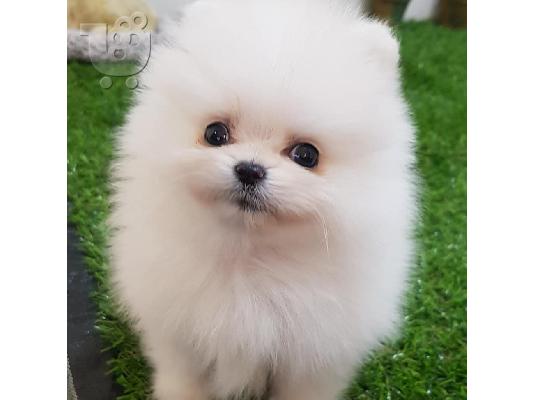 PoulaTo: Όμορφα κουτάβια Pomeranian