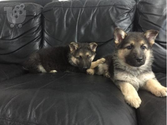 Boy German Shepards Έτοιμο