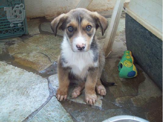 Κουταβακια χαριζονται