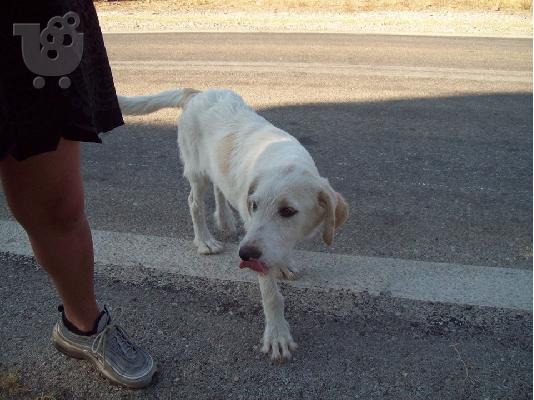 Μεγαλοσωμη λευκη γκριφον χαριζεται