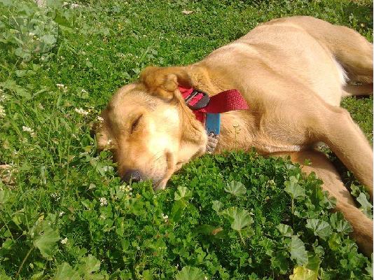 Σκυλιτσα συντροφιας χαριζεται