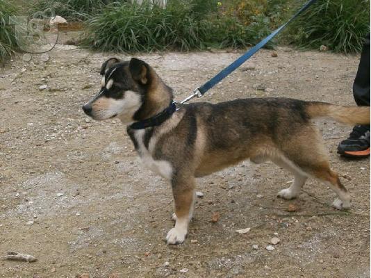 Μικροσωμο σκυλακι χαριζεται