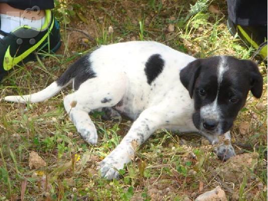 Κουταβακια χαριζονται