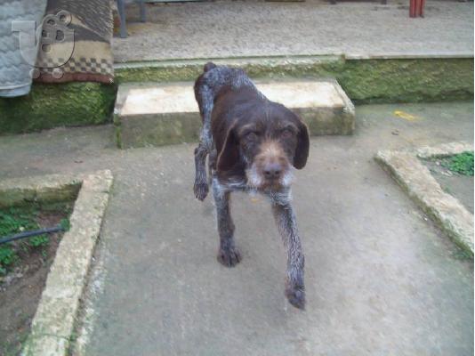 PoulaTo: Η κουκλιτσα Νικη χαριζεται