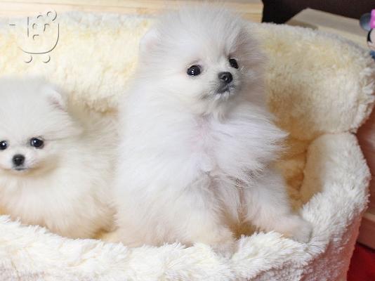 PoulaTo: pomeranian μίνι