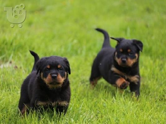 Rottweiler κουτάβι αρσενικό