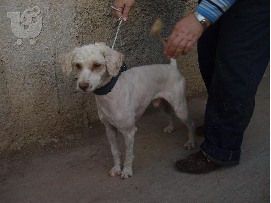 PoulaTo: Μικροσωμο καλαζαρικο κανις ψαχνει σπιτακι