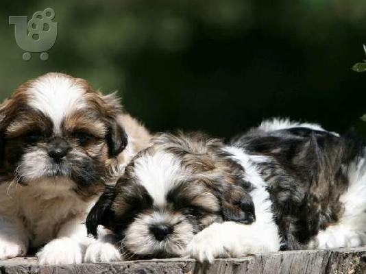 Shih Tzu