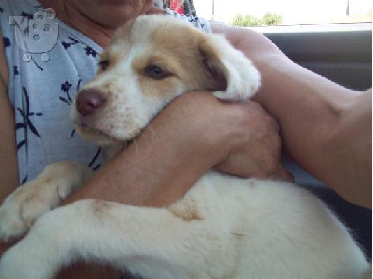 Κουταβουλα 2μηνων χαριζεται