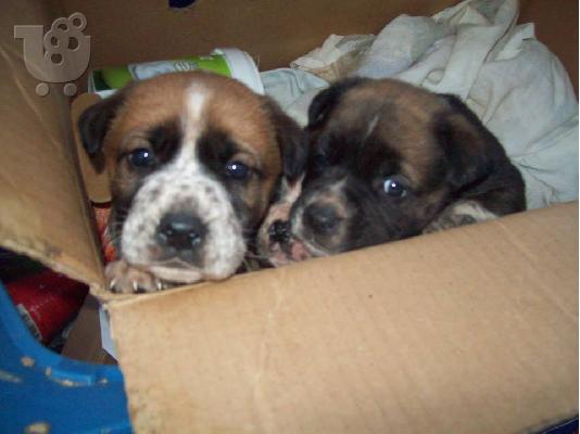 Κουταβακια 40 ημερων χαριζονται