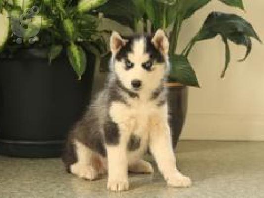 PoulaTo: Πανέμορφα κουτάβια σιέριου husky