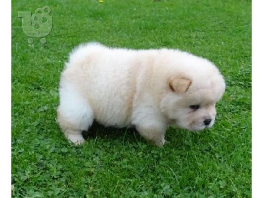 PoulaTo: πωλείται chow chow.