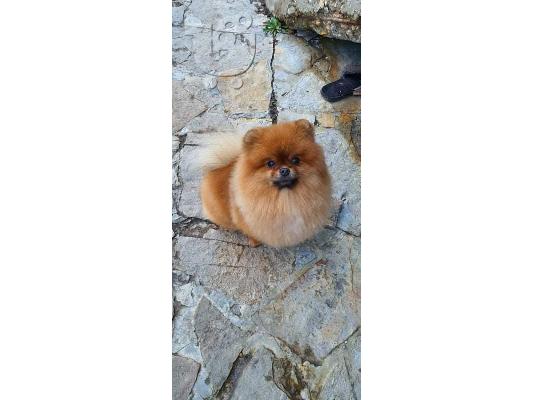 PoulaTo: Αρκουδάκι pomeranian κουτάβια