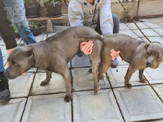 Κουτάβια American Pit Bull Terrier