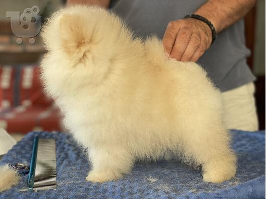 Κουτάβι Pomeranian