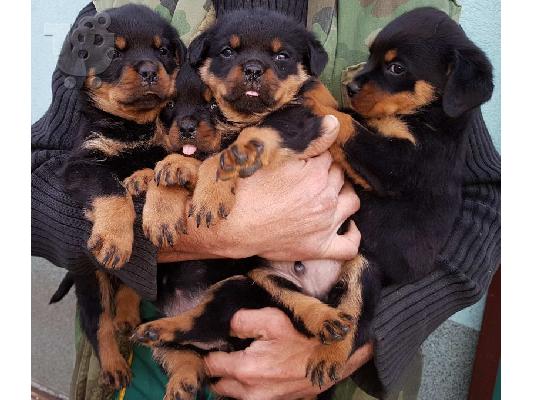 PoulaTo: Πωλούνται κομμένα κουτάβια rottweiler.